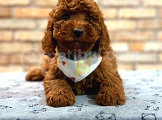 Tooy Poodle Kıpkırmızı Red Braw Tecup Yavrular 