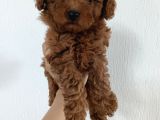 Erkek-Di̇şi̇ Poodle Yavrularimiz
