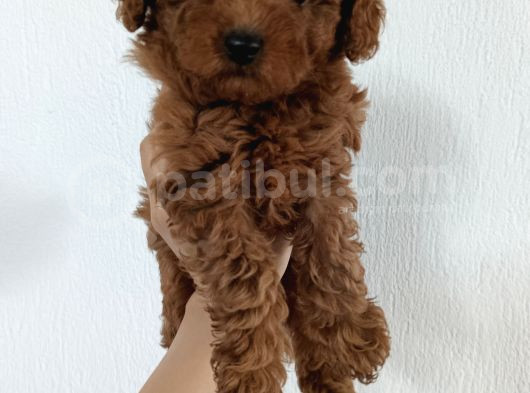 Erkek-Di̇şi̇ Poodle Yavrularimiz görsel