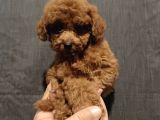 ERKEK-DİŞİ POODLE YAVRULARIMIZ