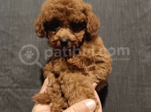 Erkek-Di̇şi̇ Poodle Yavrularimiz