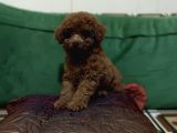 Erkek-Di̇şi̇ Poodle Yavrularimiz