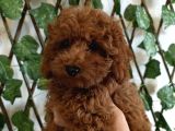 Erkek-Di̇şi̇ Poodle Yavrularimiz