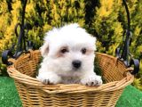 Kar Beyaz Safkan Maltese Terri̇er