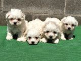 SAFKAN MALTESE TERRİER YAVRU
