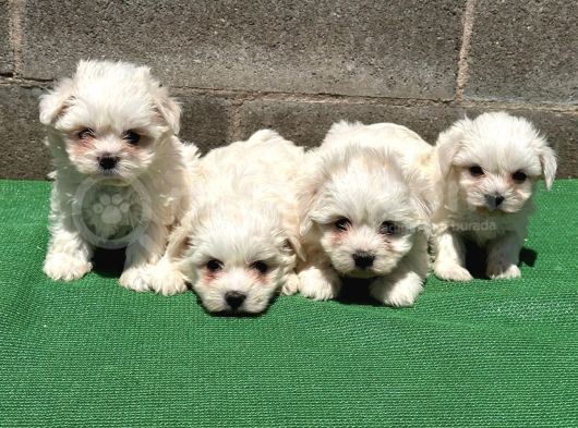 Safkan Maltese Terri̇er Yavru