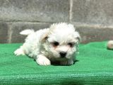 Safkan Maltese Terri̇er Yavru