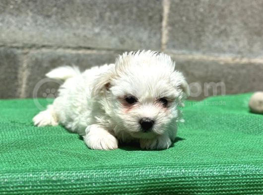 Safkan Maltese Terri̇er Yavru görsel