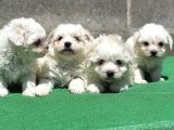 Safkan Maltese Terri̇er Yavru