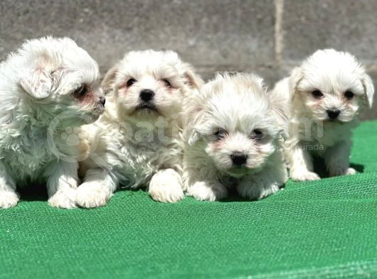 Safkan Maltese Terri̇er Yavru görsel