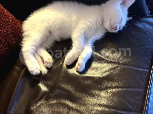 Daisy Pamuk Prensesimiz görsel