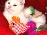 Daisy Pamuk Prensesimiz