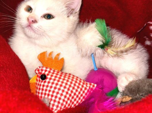 Daisy Pamuk Prensesimiz