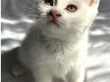 Daisy Pamuk Prensesimiz
