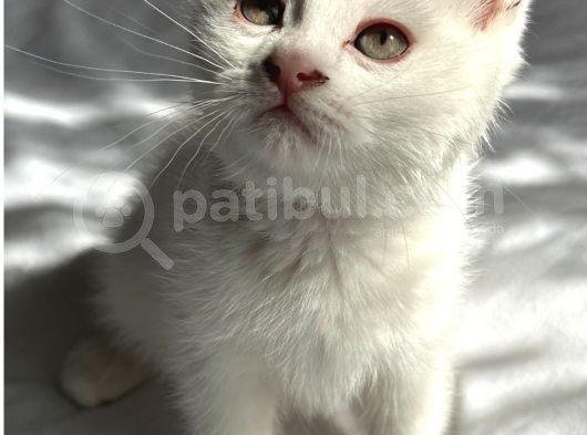 Daisy Pamuk Prensesimiz görsel