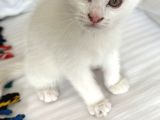 Daisy Pamuk Prensesimiz
