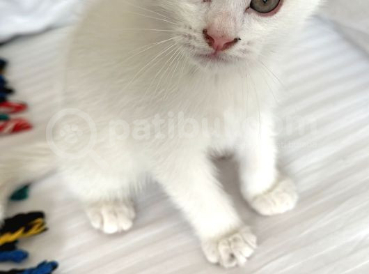 Daisy Pamuk Prensesimiz görsel