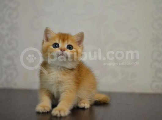 Bal Gibi Ny11 Golden British Shorthair görsel