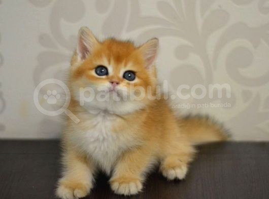 Bal Gibi Ny11 Golden British Shorthair