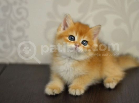 Bal Gibi Ny11 Golden British Shorthair görsel