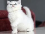 Mutluluk Verici Güzelliğiyle Silver British Short Hair
