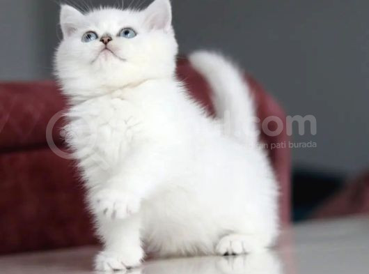 Mutluluk Verici Güzelliğiyle Silver British Short Hair görsel