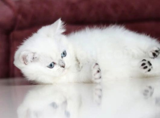 Mutluluk Verici Güzelliğiyle Silver British Short Hair görsel