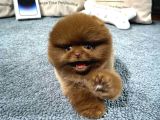 Üst Kalite Pomeranian Boo Yavrularımız