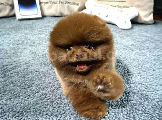 Üst Kalite Pomeranian Boo Yavrularımız görsel
