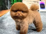 Üst Kalite Pomeranian Boo Yavrularımız
