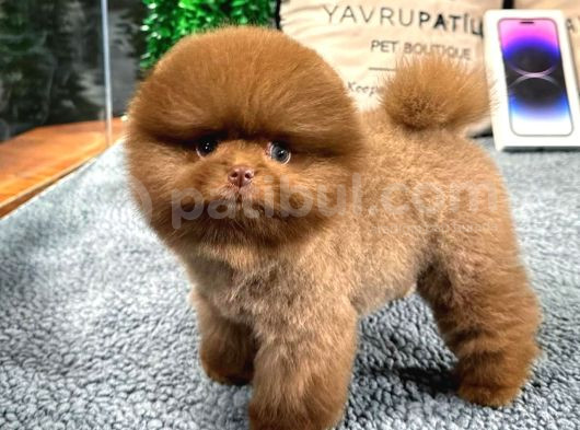Üst Kalite Pomeranian Boo Yavrularımız görsel