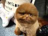 Üst Kalite Pomeranian Boo Yavrularımız