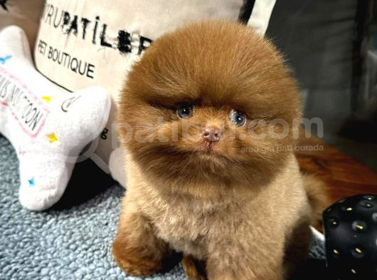 Üst Kalite Pomeranian Boo Yavrularımız görsel