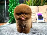Üst kalite Pomeranian Boo yavrularımız