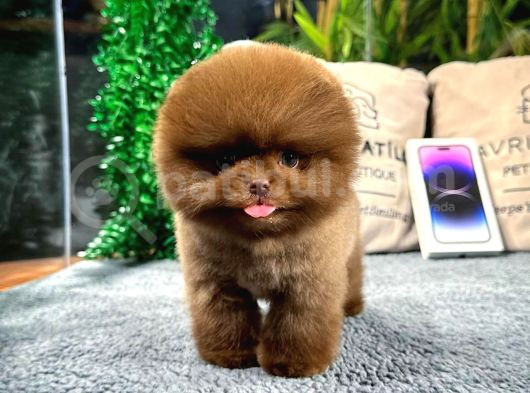 Üst Kalite Pomeranian Boo Yavrularımız