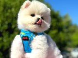 AYI SURAT POMERİAN BOO YAVRULARIM