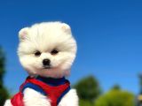 peluş oyuncak pomerian boo yavrularım