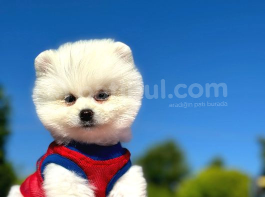 Peluş Oyuncak Pomerian Boo Yavrularım