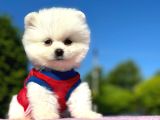 Peluş Oyuncak Pomerian Boo Yavrularım