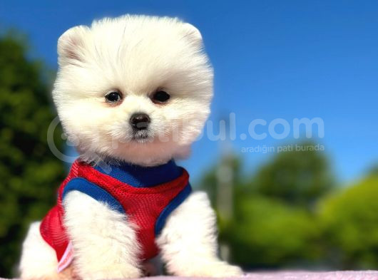 Peluş Oyuncak Pomerian Boo Yavrularım görsel