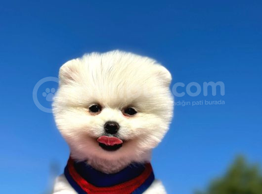 Peluş Oyuncak Pomerian Boo Yavrularım görsel