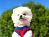 Peluş Oyuncak Pomerian Boo Yavrularım