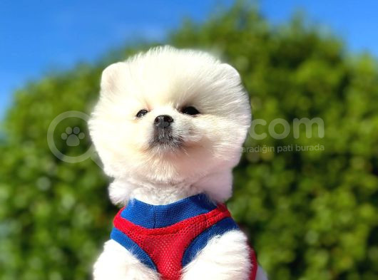 Peluş Oyuncak Pomerian Boo Yavrularım görsel