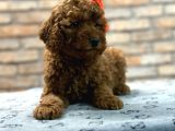 tüy yumağı toy poodle yavruılarım