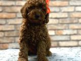 Tüy Yumağı Toy Poodle Yavruılarım