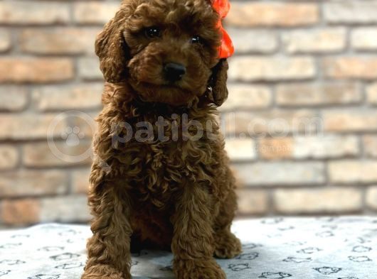Tüy Yumağı Toy Poodle Yavruılarım görsel