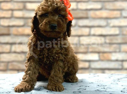 Tüy Yumağı Toy Poodle Yavruılarım görsel