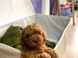 kıvırcık tüy yumağı toy poodle yavrularım
