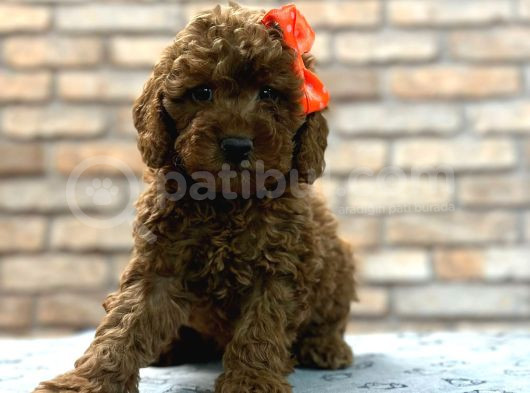 Tüy Yumağı Toy Poodle Yavruılarım görsel
