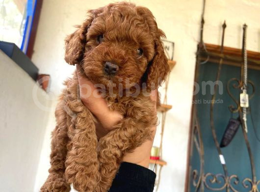 Kıvırcık Tüy Yumağı Toy Poodle Yavrularım görsel